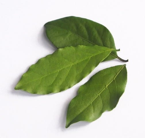 [Image: 99-1614771433-Aii231792.jpg]